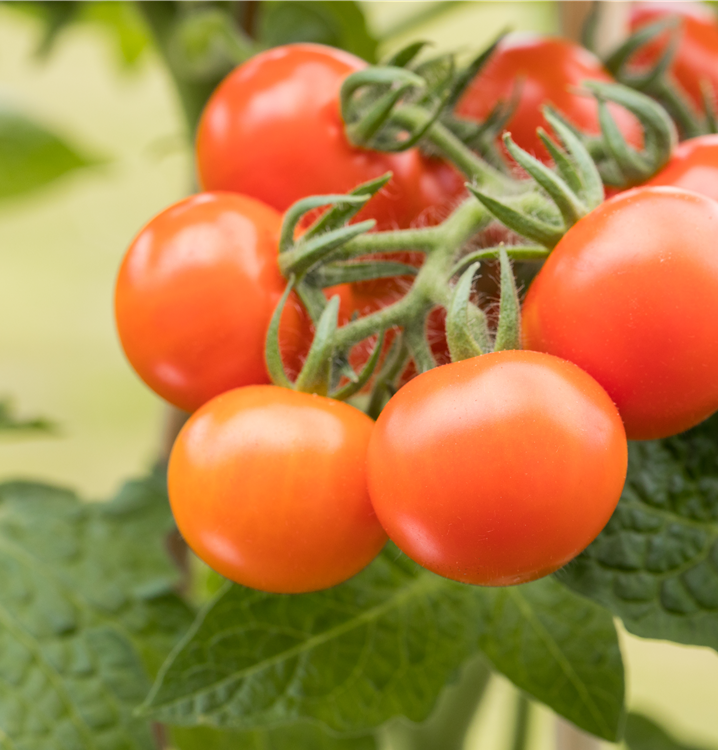 Solanum lycopersicum var. cerasiforme 'Summerpearls'