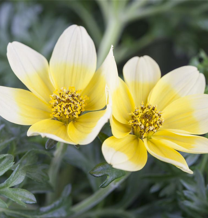 Bidens ferulifolia 'Taka Tuka® White & Yellow'