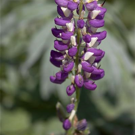Garten-Lupine 'Russel'