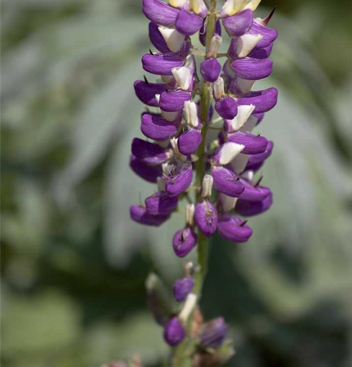 Lupinus polyphyllus 'Russel'