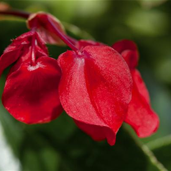 Drachenflügelbegonie 'Dragon Wing Red'