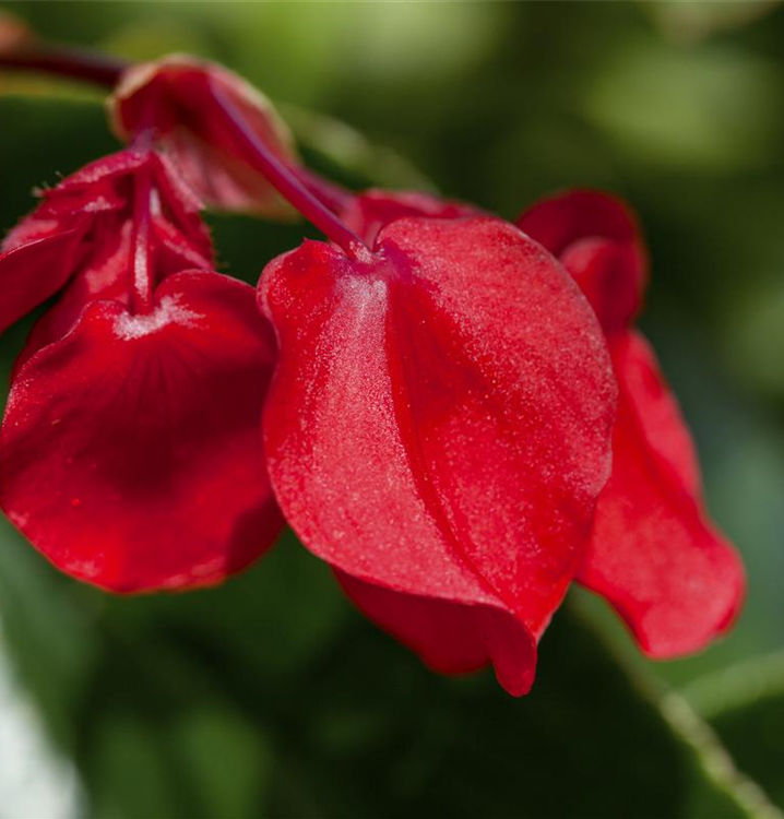 Begonia 'Dragon Wing Red'