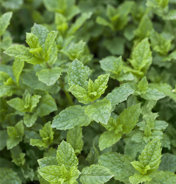 Mentha spicata 'Hugo'