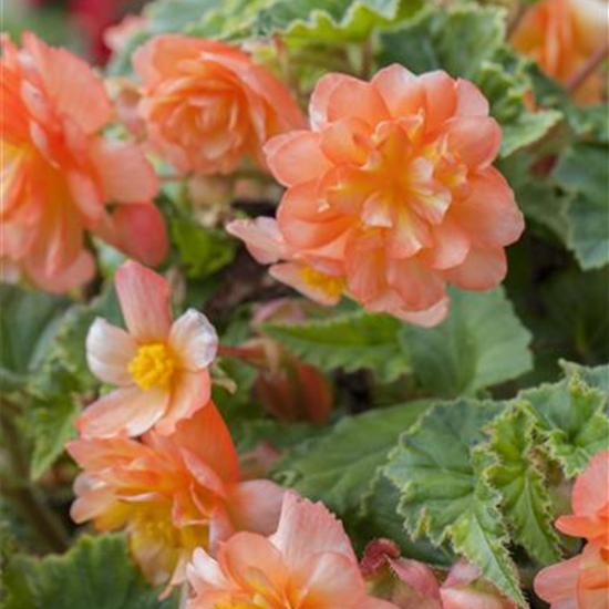 Girlanden-Begonie 'Illumination® Apricot'