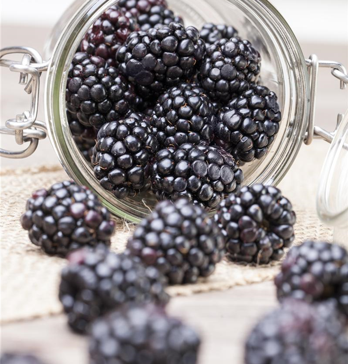 Rubus fruticosus 'Coolaris® Patio Black'