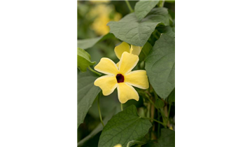Gartencenter Rehner