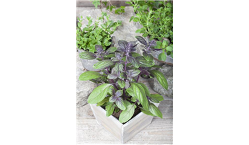 Gartencenter Rehner