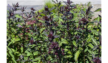 Gartencenter Rehner