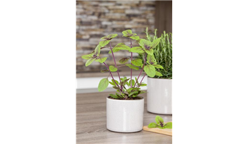 Gartencenter Rehner
