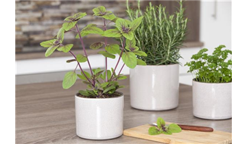Gartencenter Rehner