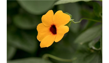 Gartencenter Rehner