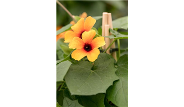 Gartencenter Rehner