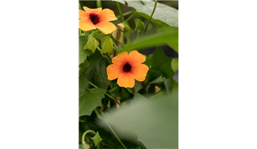 Gartencenter Rehner