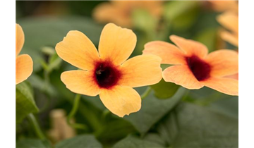Gartencenter Rehner