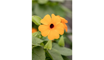 Gartencenter Rehner