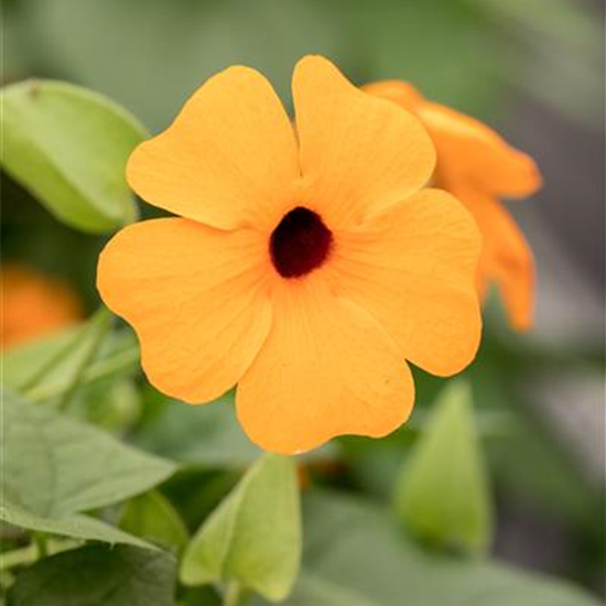 Schwarzäugige Susanne 'Sunny Susy® Red Orange'