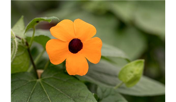 Gartencenter Rehner