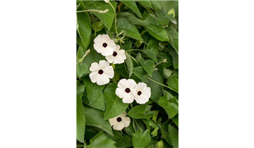 Gartencenter Rehner