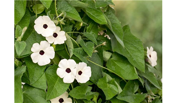 Gartencenter Rehner