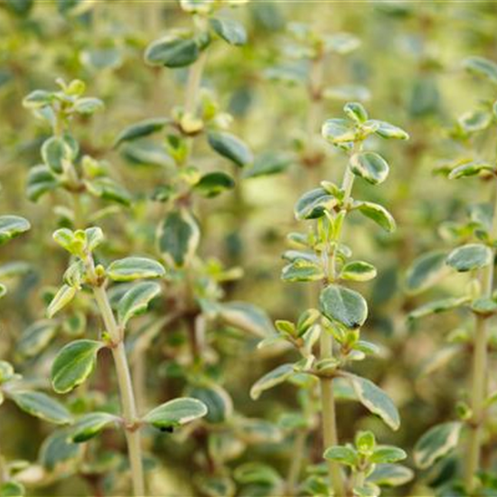 Zitronen-Thymian 'Mystic Lemon'