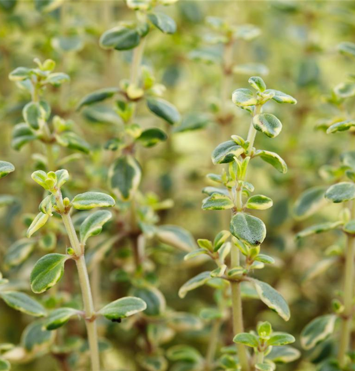 Thymus x citriodorus 'Mystic Lemon'