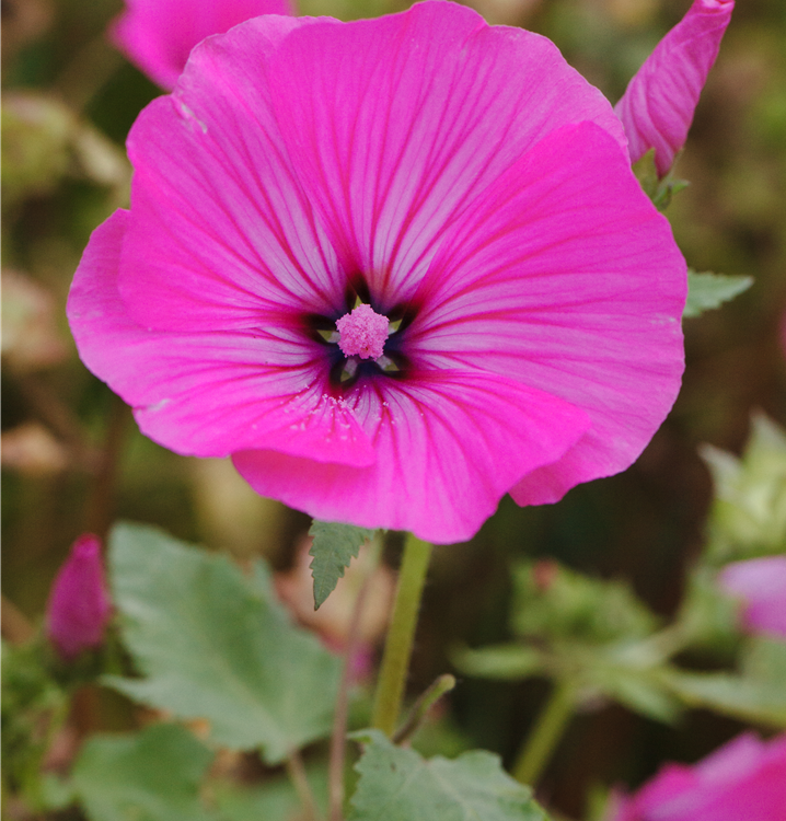 Lavatera trimestris 'Silver Cup'