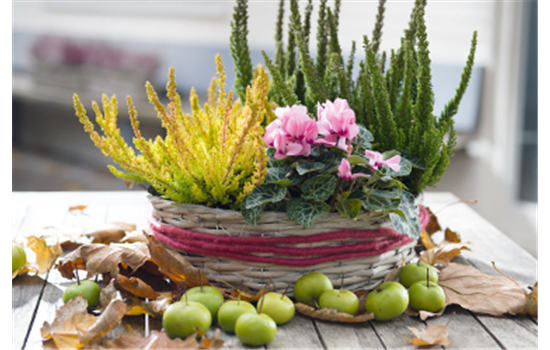 Terrasse & Balkon im November