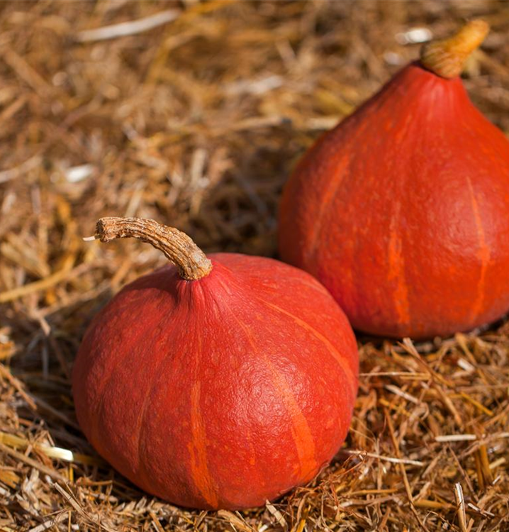 Cucurbita maxima 'Uchiki Kuri'