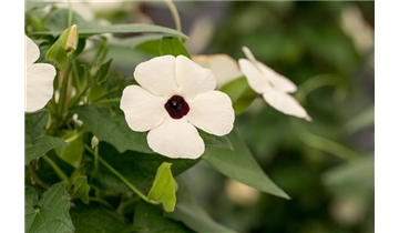 Gartencenter Rehner