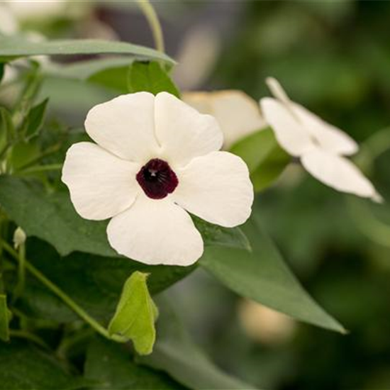 Schwarzäugige Susanne 'Sunny Susy® White Halo'(s)