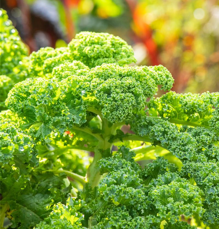 Brassica oleracea var. sabellica 'Dwarf Green Curled'