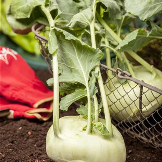 Kohlrabi 'Weißer Delikateß'