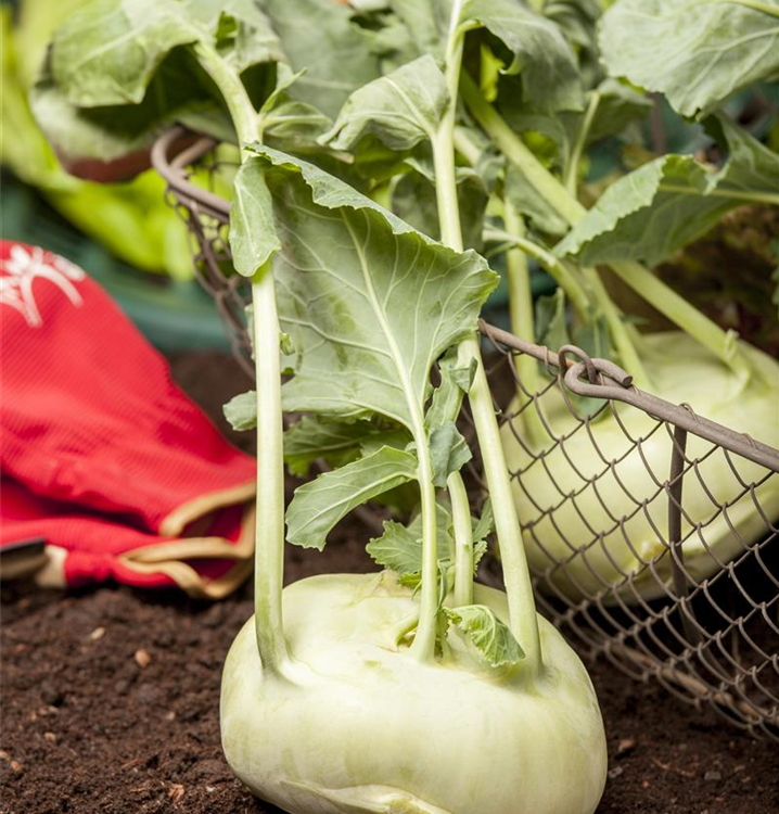 Brassica oleracea var. gongylodes 'Weißer Delikateß'