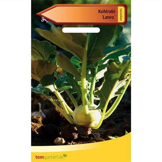 Kohlrabi 'Lanro'