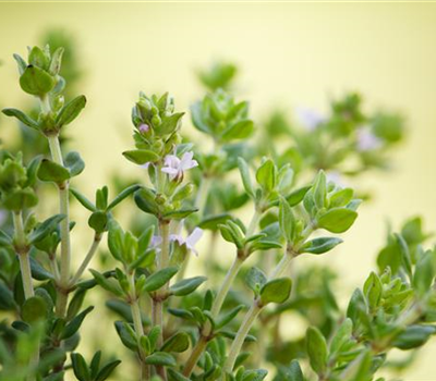 Kugelthymian 'Fredo'