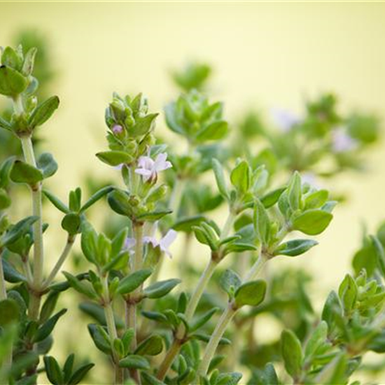 Kugelthymian 'Fredo'