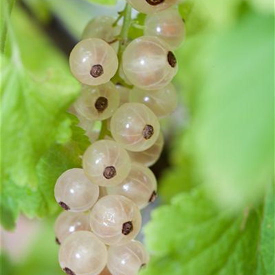 Johannisbeere 'Summer Pearls® White'