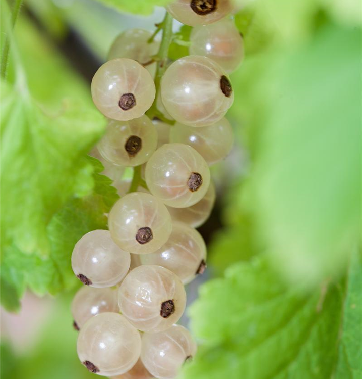 Ribes rubrum 'Summer Pearls® White'