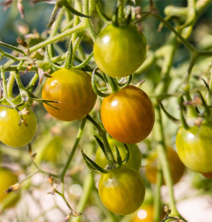 Solanum lycopersicum var. cerasiforme 'Tom Yellow'