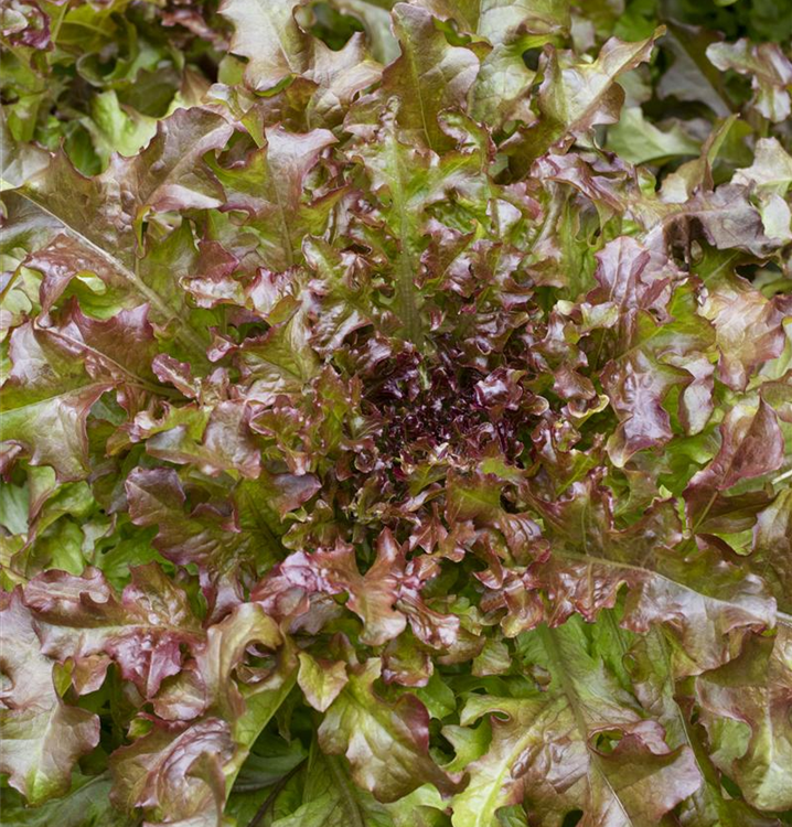 Lactuca sativa var. acephala 'Cocarde'