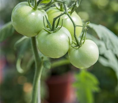 Tomate 'Phantasia'