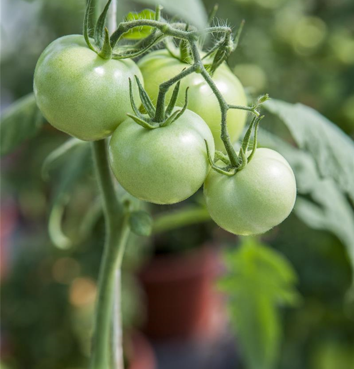 Solanum lycopersicum 'Phantasia'