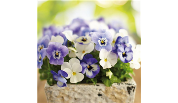 Gartencenter Rehner