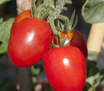 Eiertomate 'Roma'