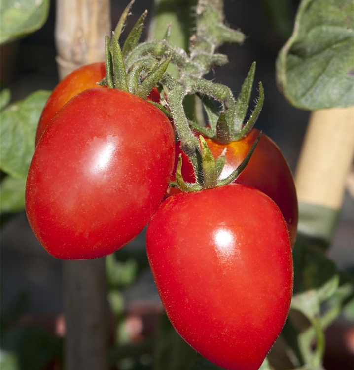 Solanum lycopersicum 'Roma'