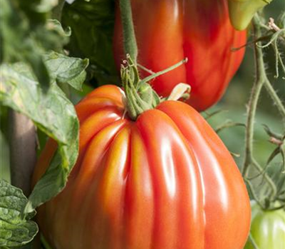 Fleischtomate 'Corazon F1'