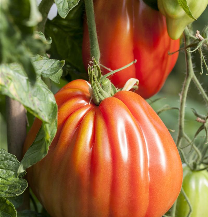 Solanum lycopersicum 'Corazon F1'