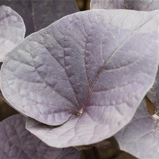 Zier-Süßkartoffel 'Papas® Purple Heart'