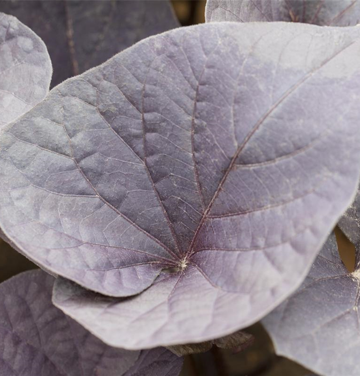 Ipomoea batatas 'Papas® Purple Heart'