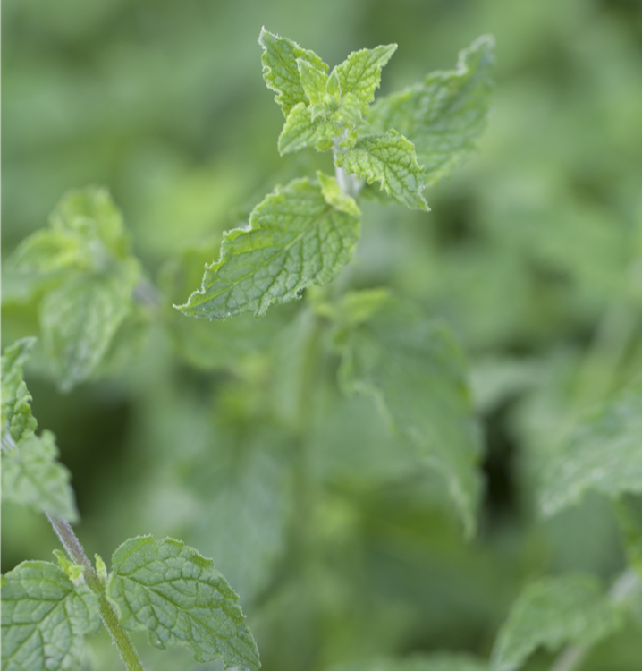 Mentha species 'Almira'®